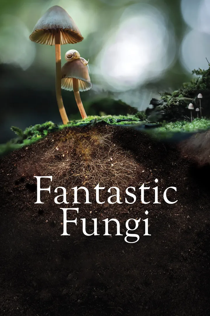 Hongos fantásticos