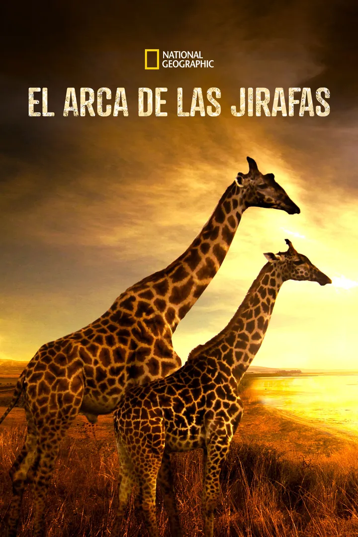 Saving Giraffes: The Long Journey Home