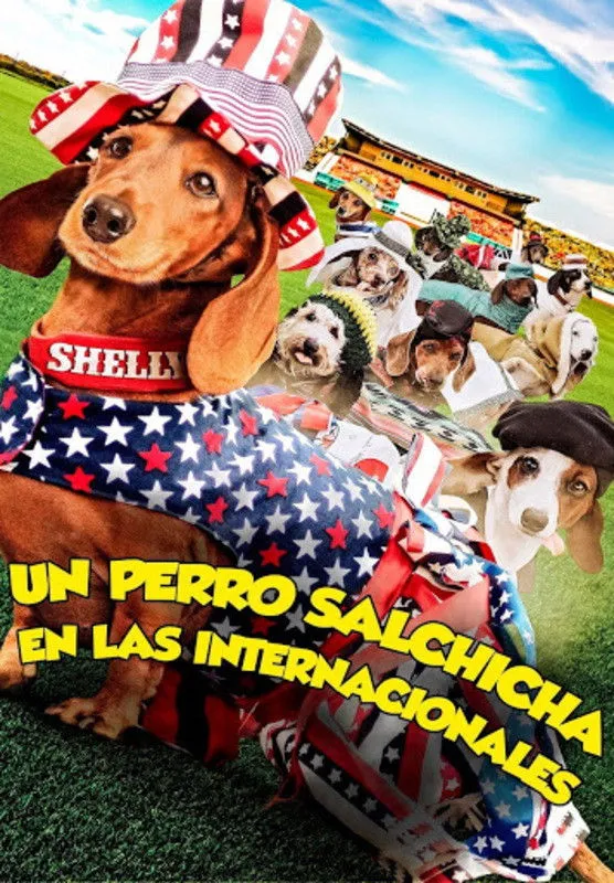 Un perro salchicha en las internacionales