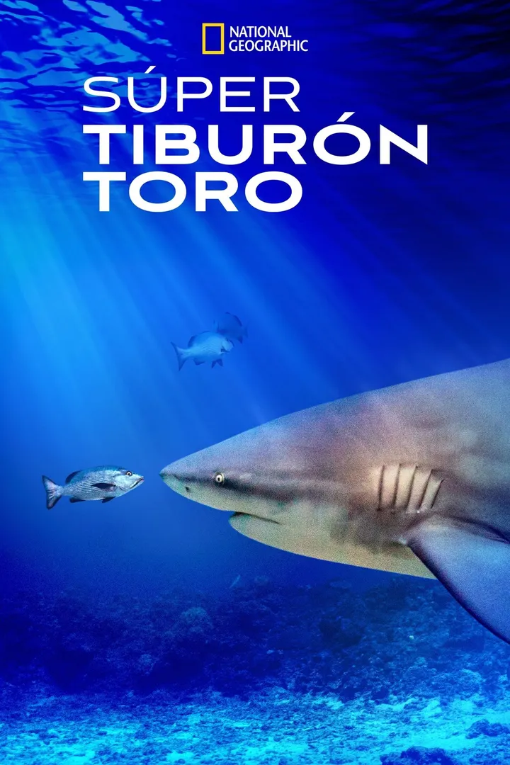 World's Biggest Bull Shark?