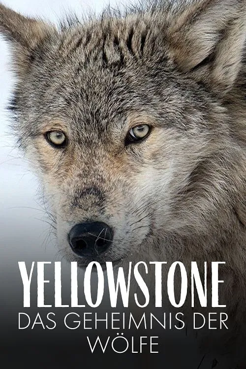 Yellowstone